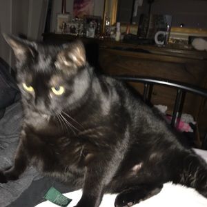 Meet your Posher, Donna